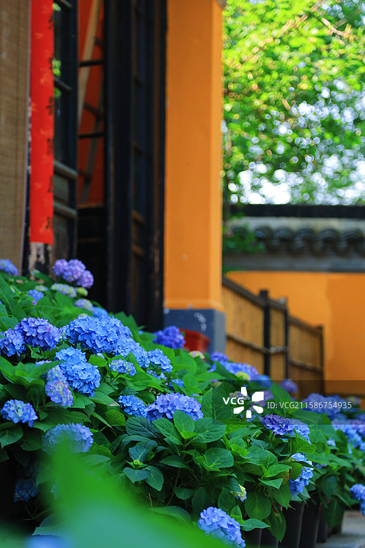 江南无锡5A景区惠山古镇锡惠名胜区龙光寺绣球花紫阳花图片素材