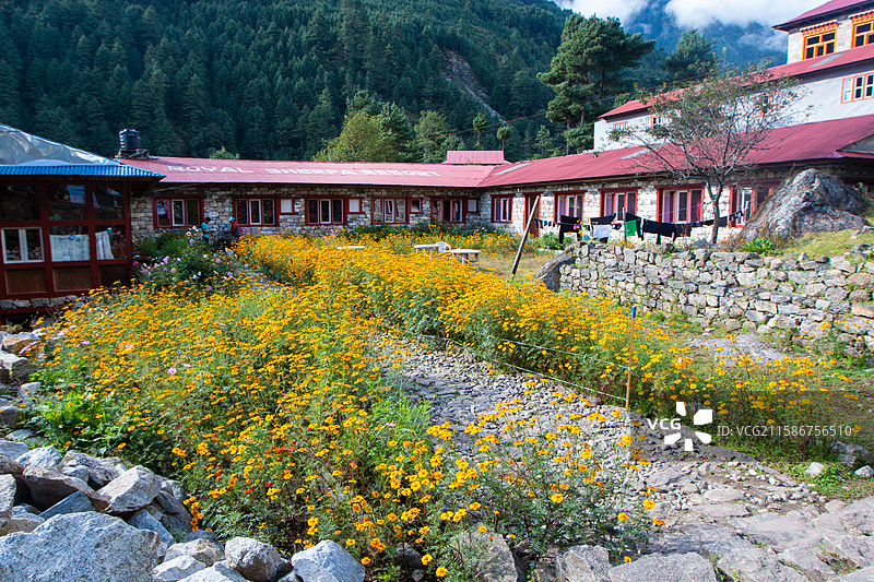 院子里的黄色花朵，尼泊尔EBC徒步图片素材