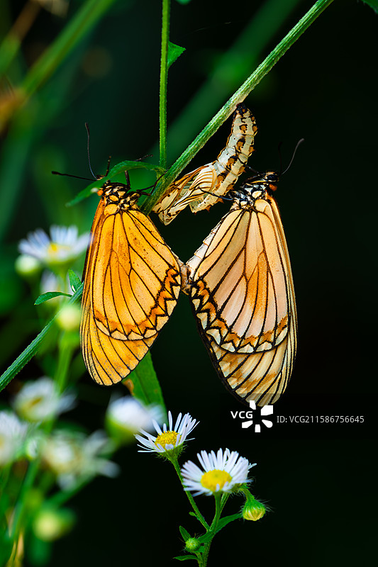 苎麻珍蝶特写图片素材