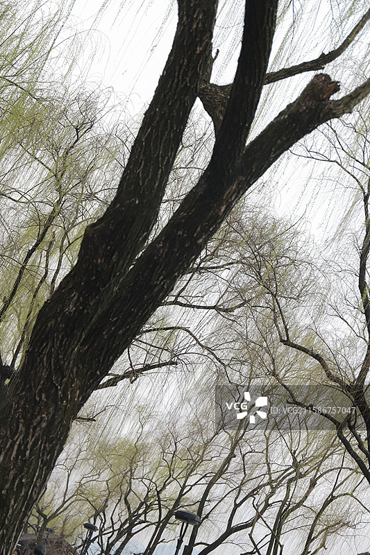 杭州西湖柳树抽象水墨中式美学氛围感杭州西湖柳树抽象水墨中式美学氛围感图片素材