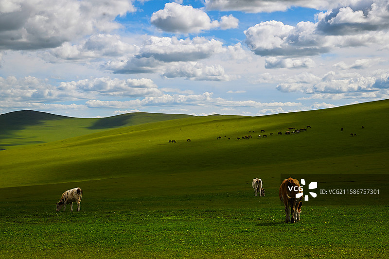 草原光影与牛羊图片素材