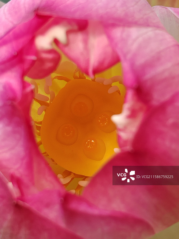 碗莲荷花图片素材