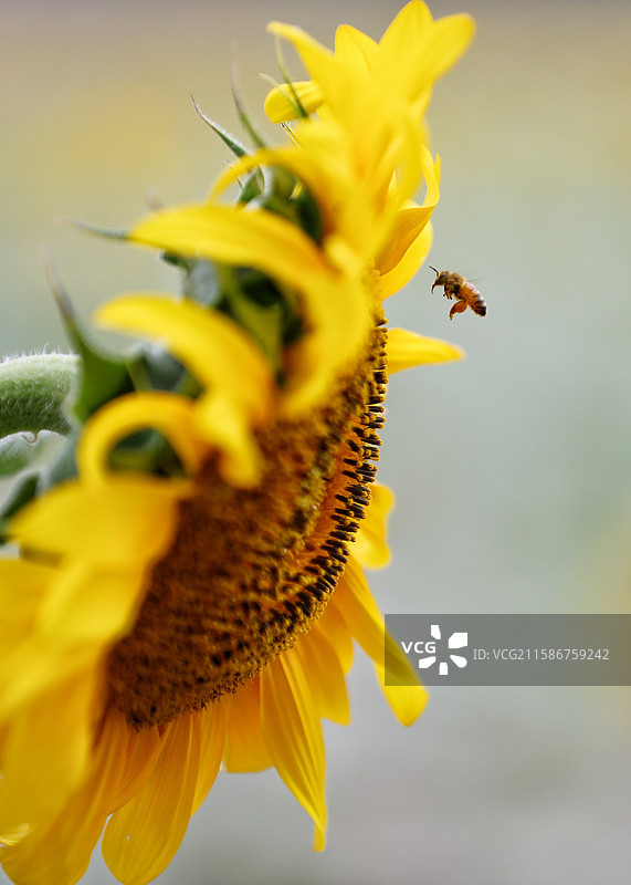 处暑时节：向日葵花田采蜜授粉的小蜜蜂图片素材