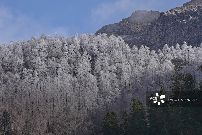 山顶上的雾凇图片素材