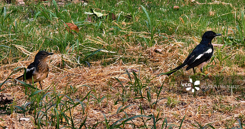 两只鹊鸲鸟在草地栖息图片素材