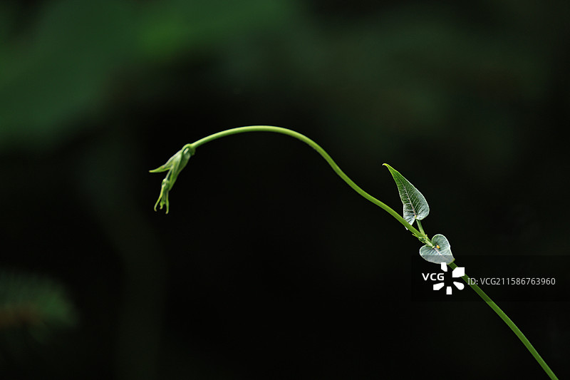 有趣的植物灵魂拍摄图片素材