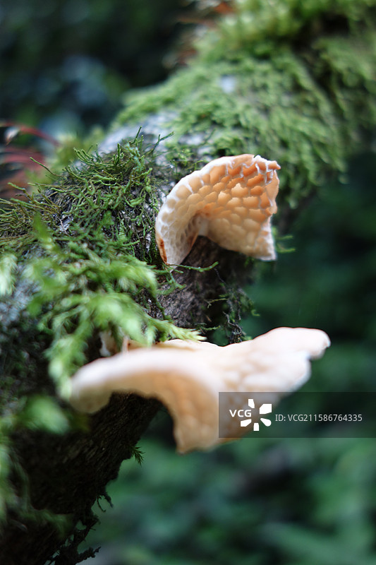 湖北省十堰市房县神农架野人谷：菌子蘑菇图片素材