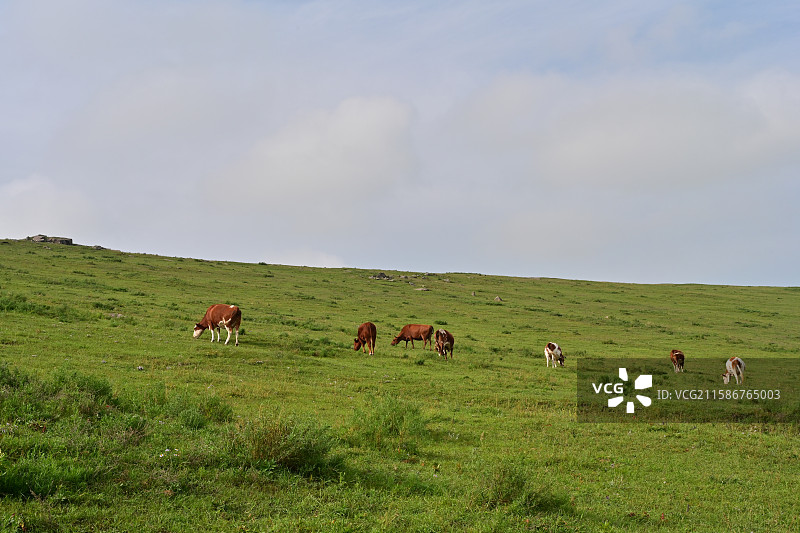 乌兰察布红石崖草原图片素材