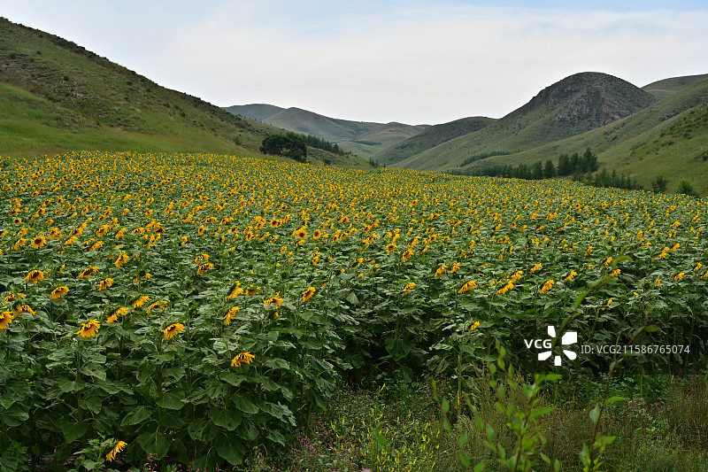 乌兰察布红石崖草原图片素材