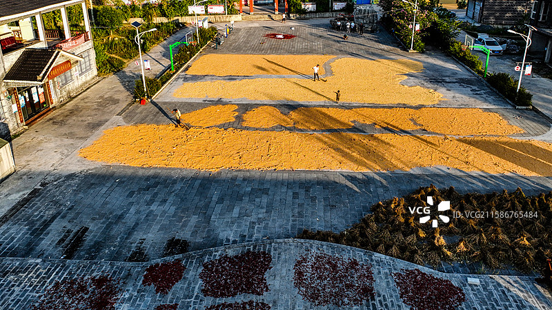 贵州省务川仡佬族苗族自治县大坪街道，农民在晾晒玉米图片素材