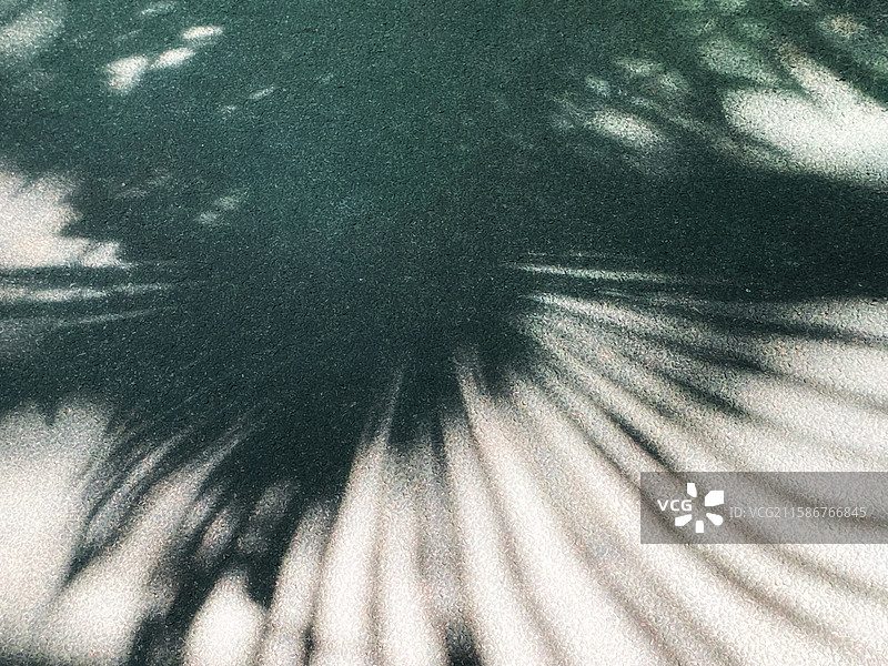 棕榈树叶像芭蕉扇图片素材