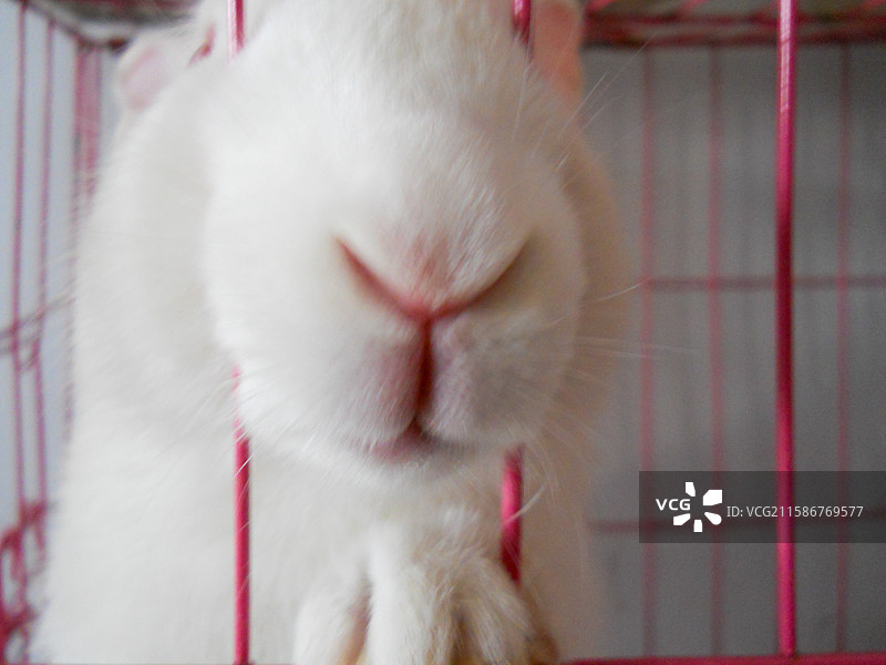 笼中白色兔子的特写图片素材