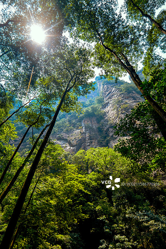 仰望张家界峰林图片素材