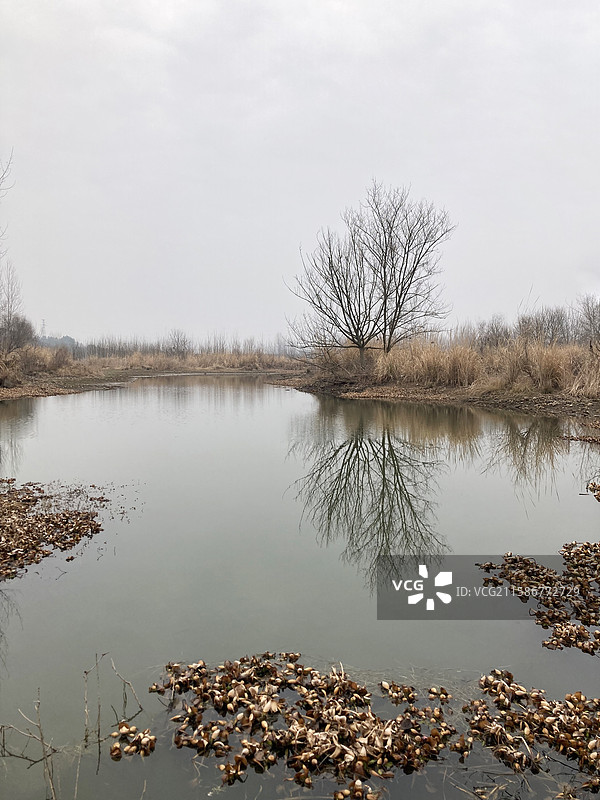 冬天萧瑟的水边枯木和倒影图片素材