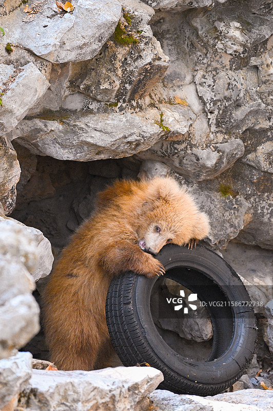 上海动物园的棕熊军军图片素材