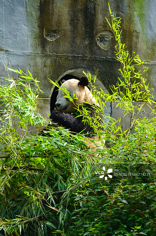 大熊猫，中国大熊猫保护研究中心碧峰峡基地图片素材