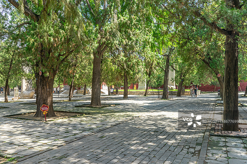 中国山东泰安著名景点泰山旅游风景区，岱庙行宫沧桑而高大的汉代柏树和中式庭院环境，户外白昼无人图像摄影图片素材