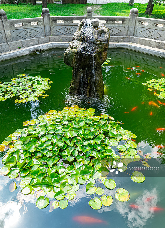 中国山东泰安泰山区泰山旅游景区著名景点，古代建筑行宫岱庙里的鱼池假山和锦鲤拍摄主题，户外无人图像摄影图片素材