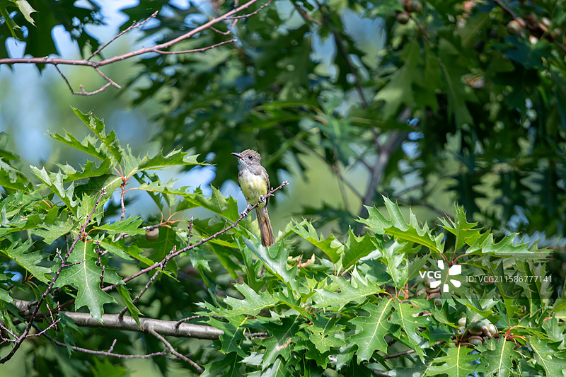 大冠蝇霸鹟 Great Crested Flycatcher图片素材