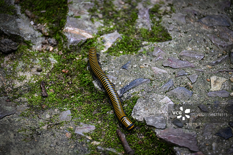 千足虫 南京紫金山图片素材