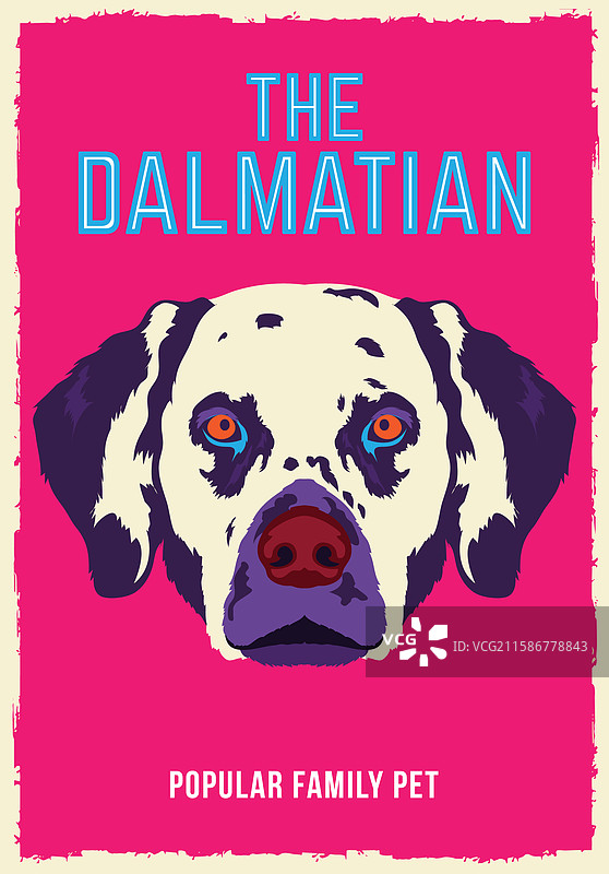 达尔马提亚犬的脸部特写图片素材