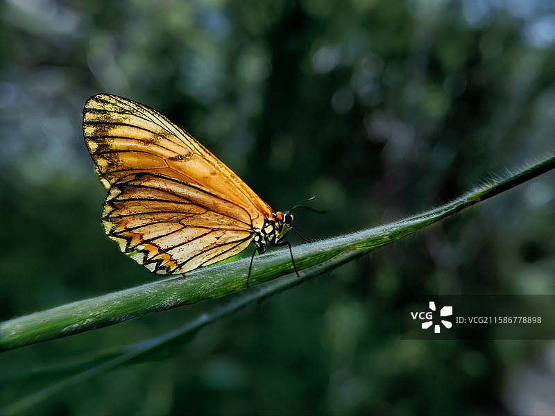 苎麻珍蝶图片素材