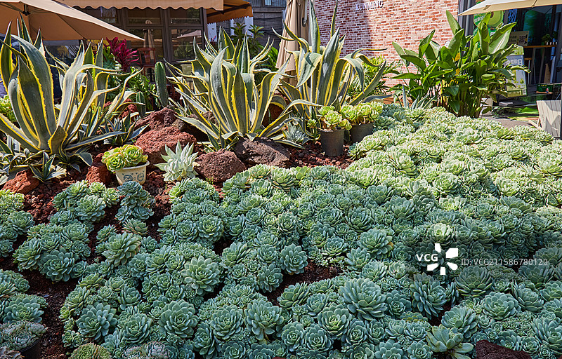 昆明高山铺多肉口袋公园夏季风光图片素材