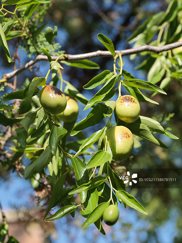 还未成熟在树上的枣子图片素材
