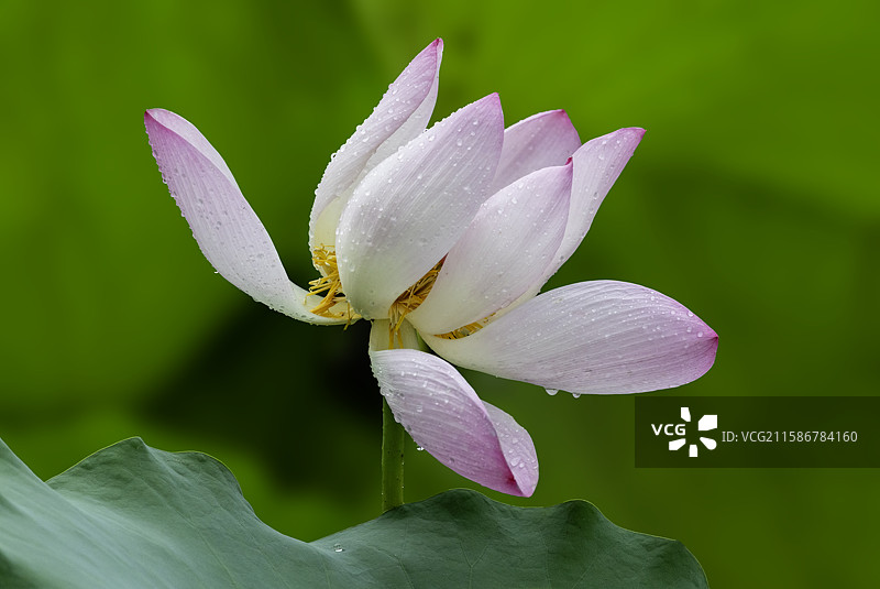 雨水滋润后的荷花lotus图片素材