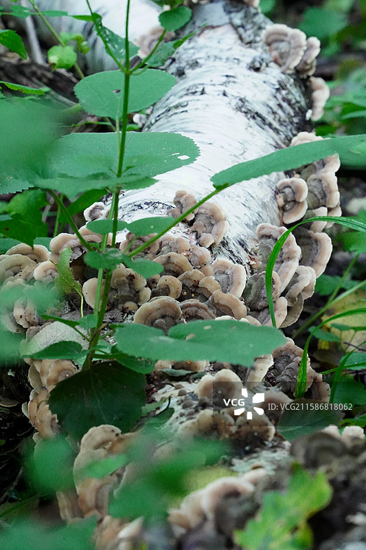 北京市门头沟区黄花梁燕山山脉白桦树上的蘑菇菌类图片素材
