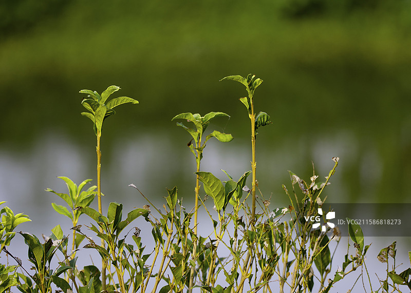 如东县夏天的绿色植物图片素材