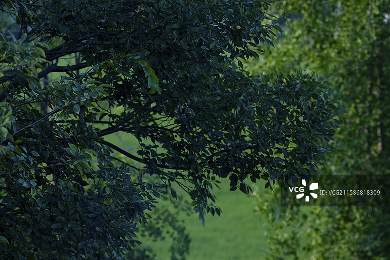 如东县夏天的绿色植物图片素材