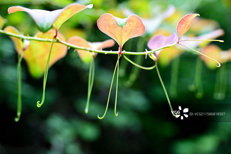 菝葜，金刚藤，多年生藤本落叶攀附植物，舟山风车营地，浙江舟山图片素材