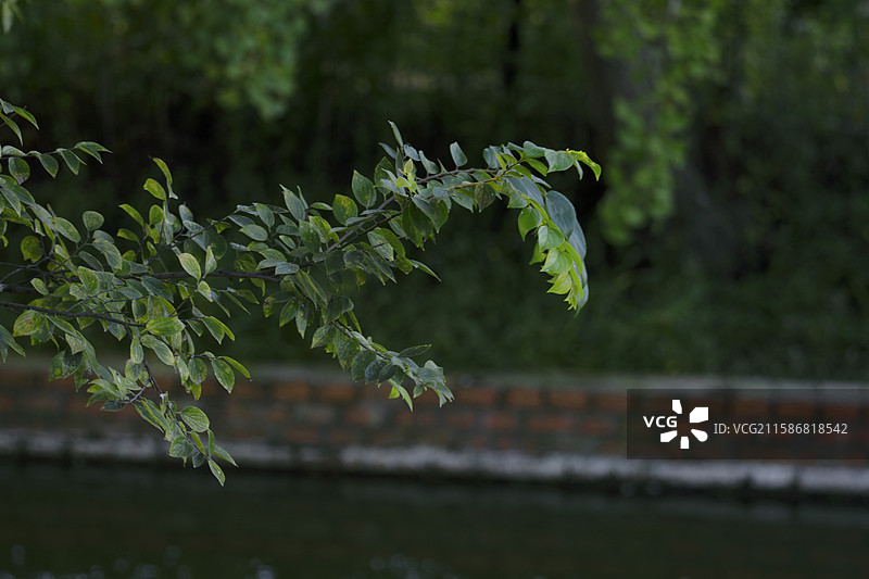 如东县夏天的绿色植物图片素材