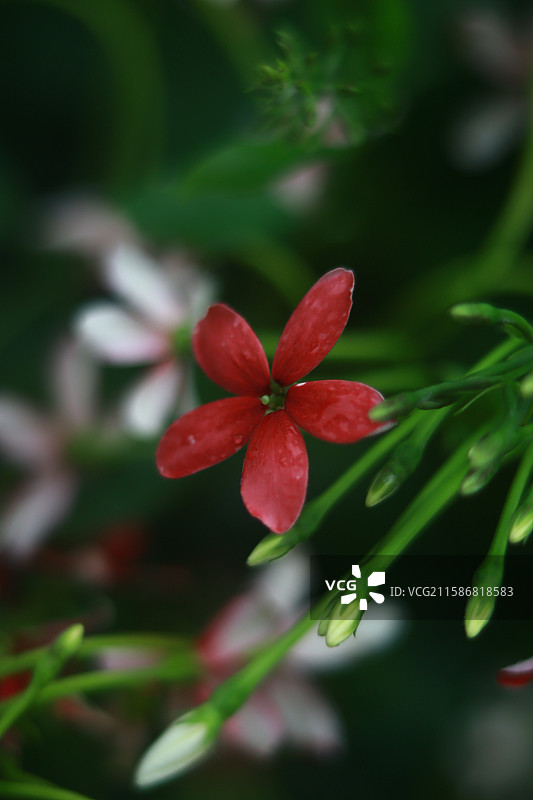 摄于华南植物园，名字很好听的“使君子”图片素材