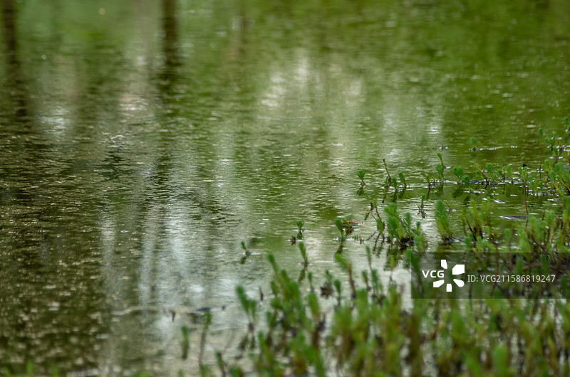 池塘，水池中的漂浮物，泥皮图片素材
