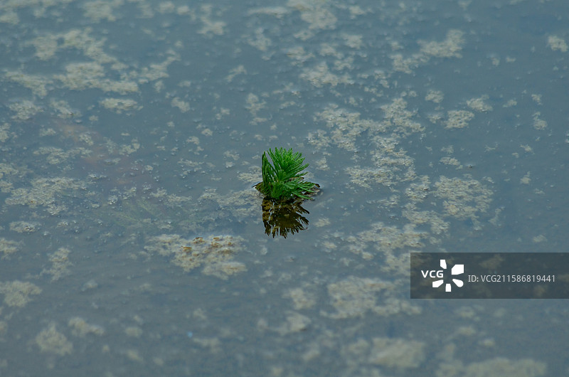 池塘，水池中的漂浮物，泥皮图片素材