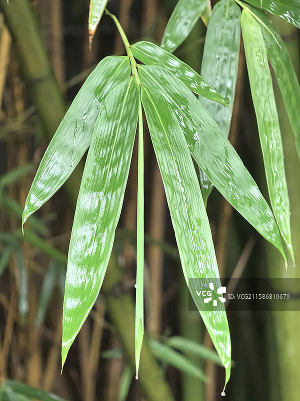 夏天贵阳观山湖公园清晨带露珠的竹叶图片素材