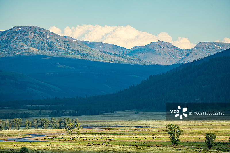 黄石国家公园海登山谷野牛日落图片素材