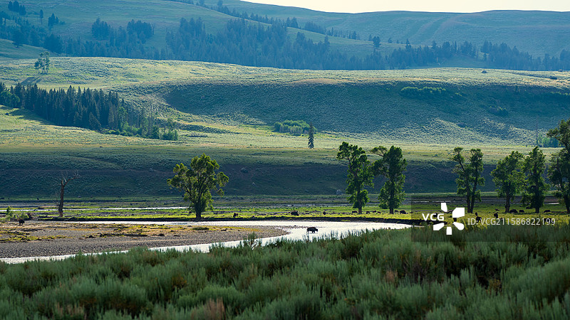 黄石国家公园海登山谷野牛日落图片素材