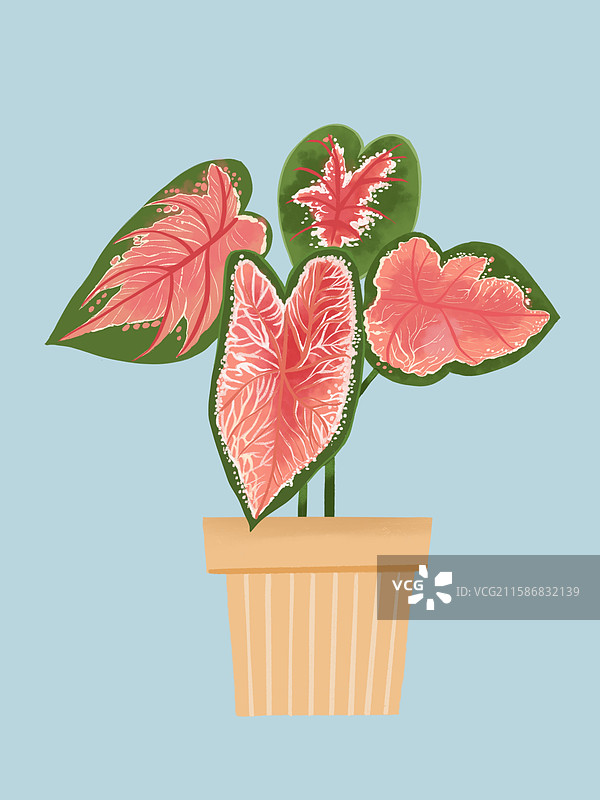 植物彩页芋图片素材