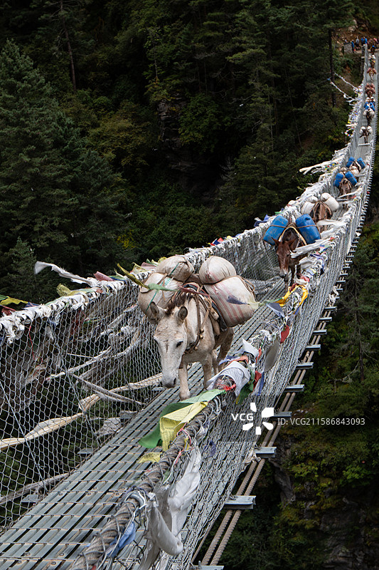 吊桥上负重前行的马，尼泊尔EBC徒步图片素材