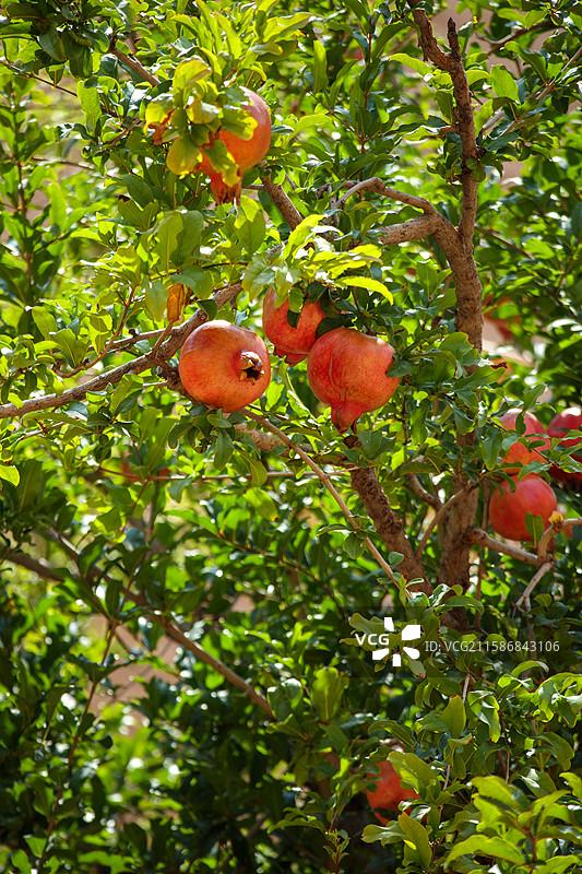 石榴树 石榴 成熟的石榴图片素材