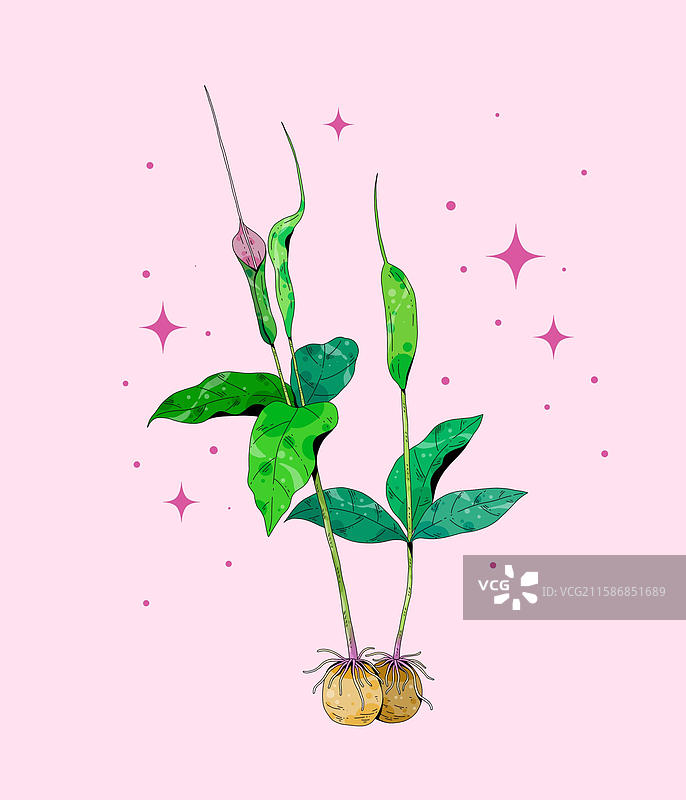 小清新中草药插画半夏图片素材