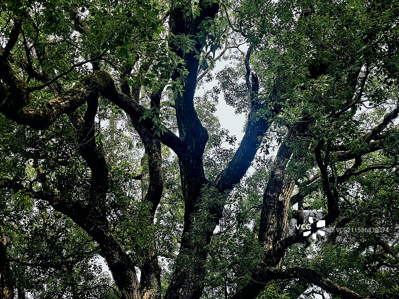 古樟树图片素材