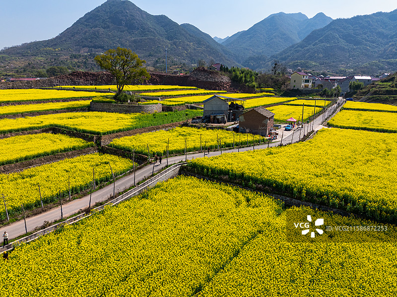 浙江兰溪横溪西塘油菜花海金色田园风光航拍图片素材