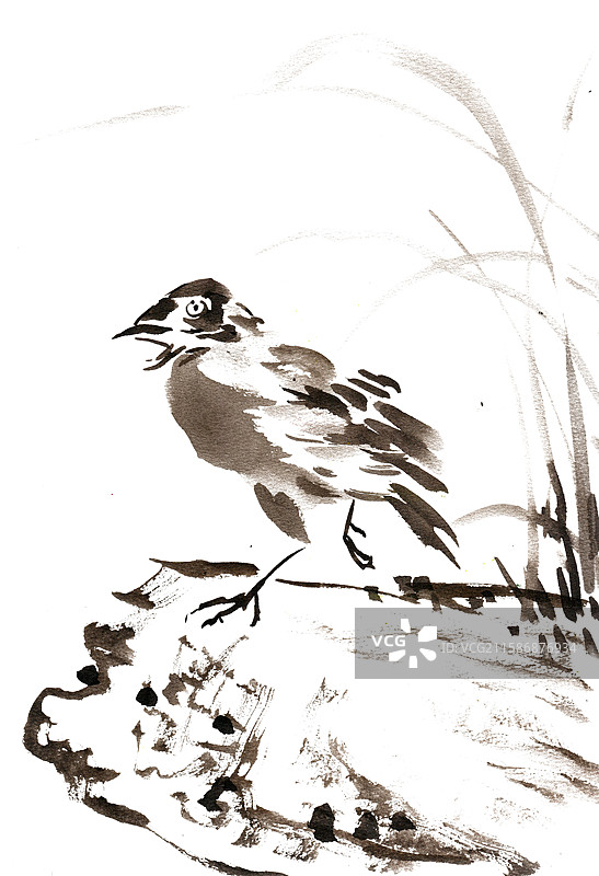 石头上的小鸟图片素材