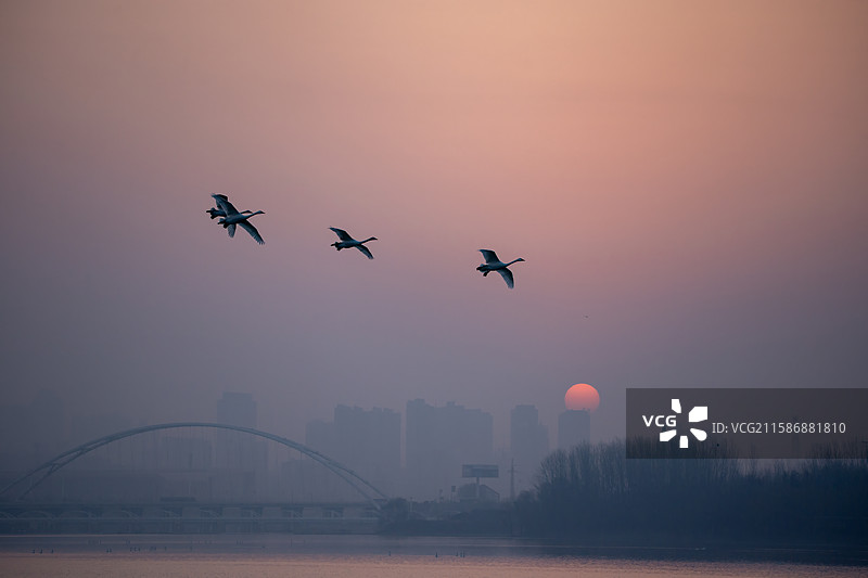 在三门峡天鹅湖，落日余晖洒下，天空被染成暖粉，天鹅与飞鸟群在朦胧天色间展翅，湖水波光粼粼。图片素材