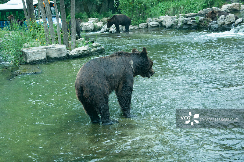 野生动物园里的熊图片素材
