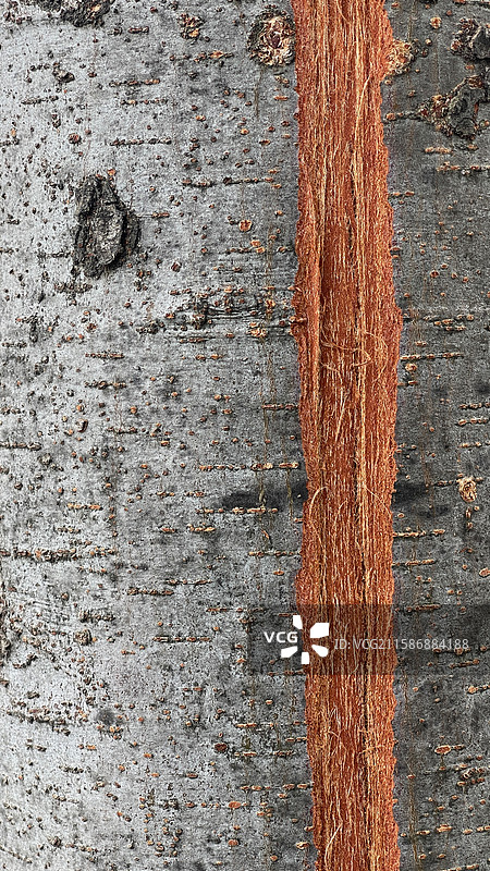 树木表皮图片素材